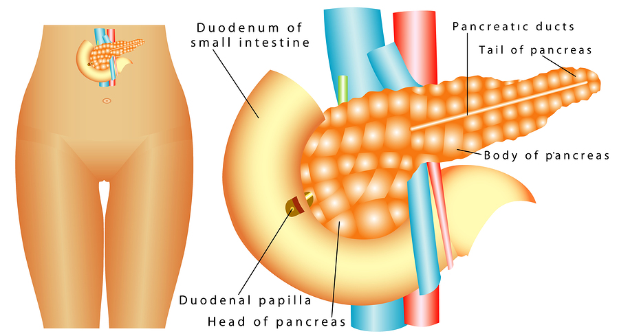 pancreas