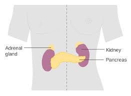 Adrenal Gland