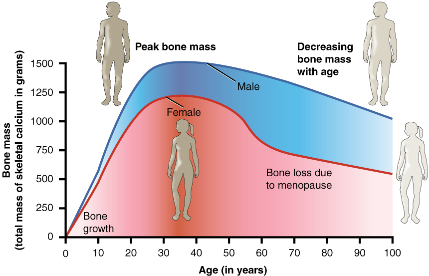 Age and bone mass