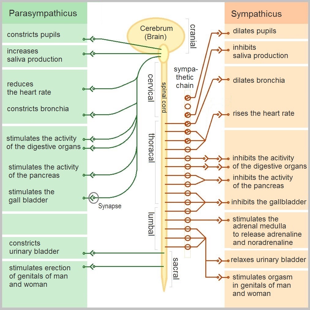 autonomous nervous system