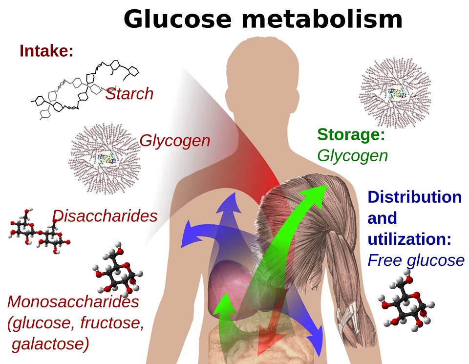 Carbohydrate Metabolism  