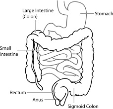 Digestive system diseases