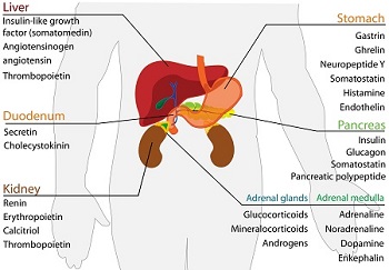 Endocrine system diseases