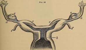 Premature ovarian failure