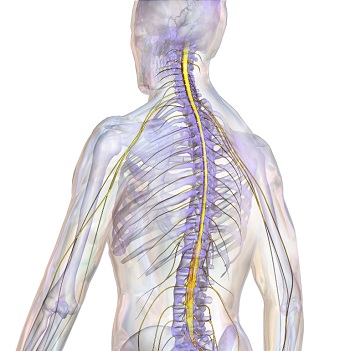 spinal cord