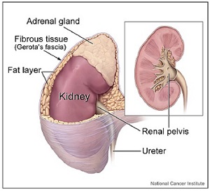 addrenal gland