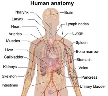 anatomy