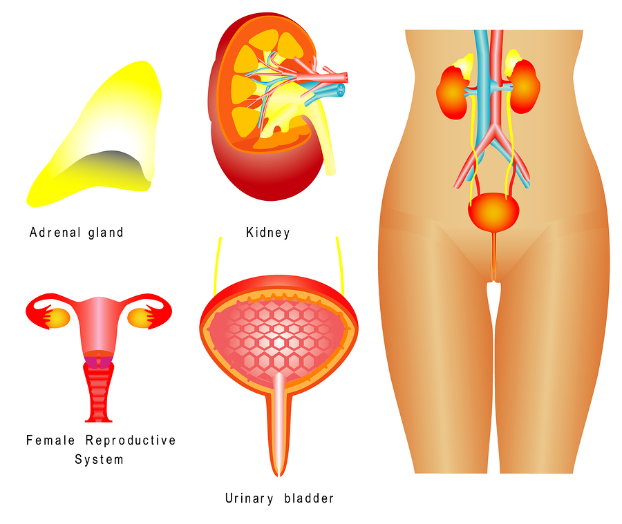 Urethral Disorders