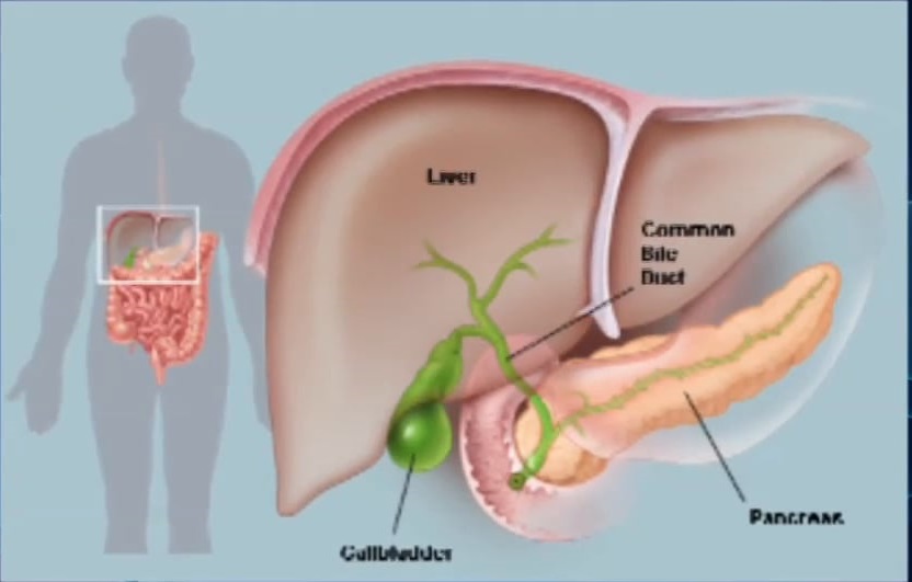 Bile conditions