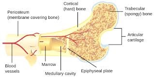 Bone Marrow