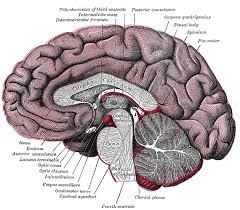 brain malformations