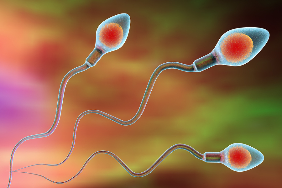 sperm quality