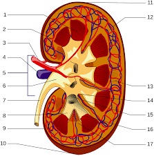 kidney