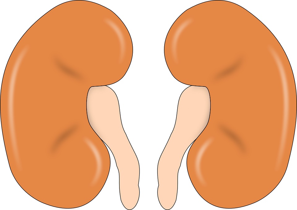 kidneys