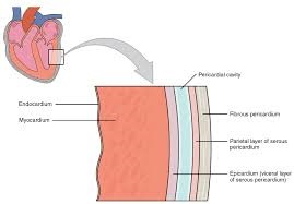 pericardium