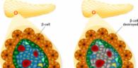 pancreatic islets