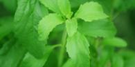 stevia