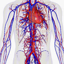 vascular Diseases