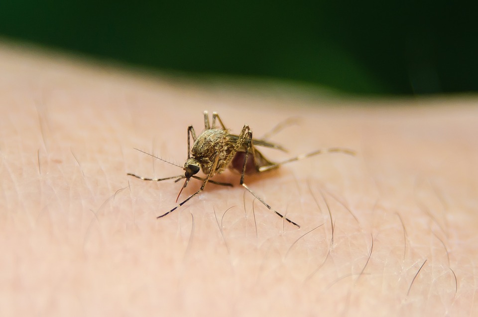 west nile virus